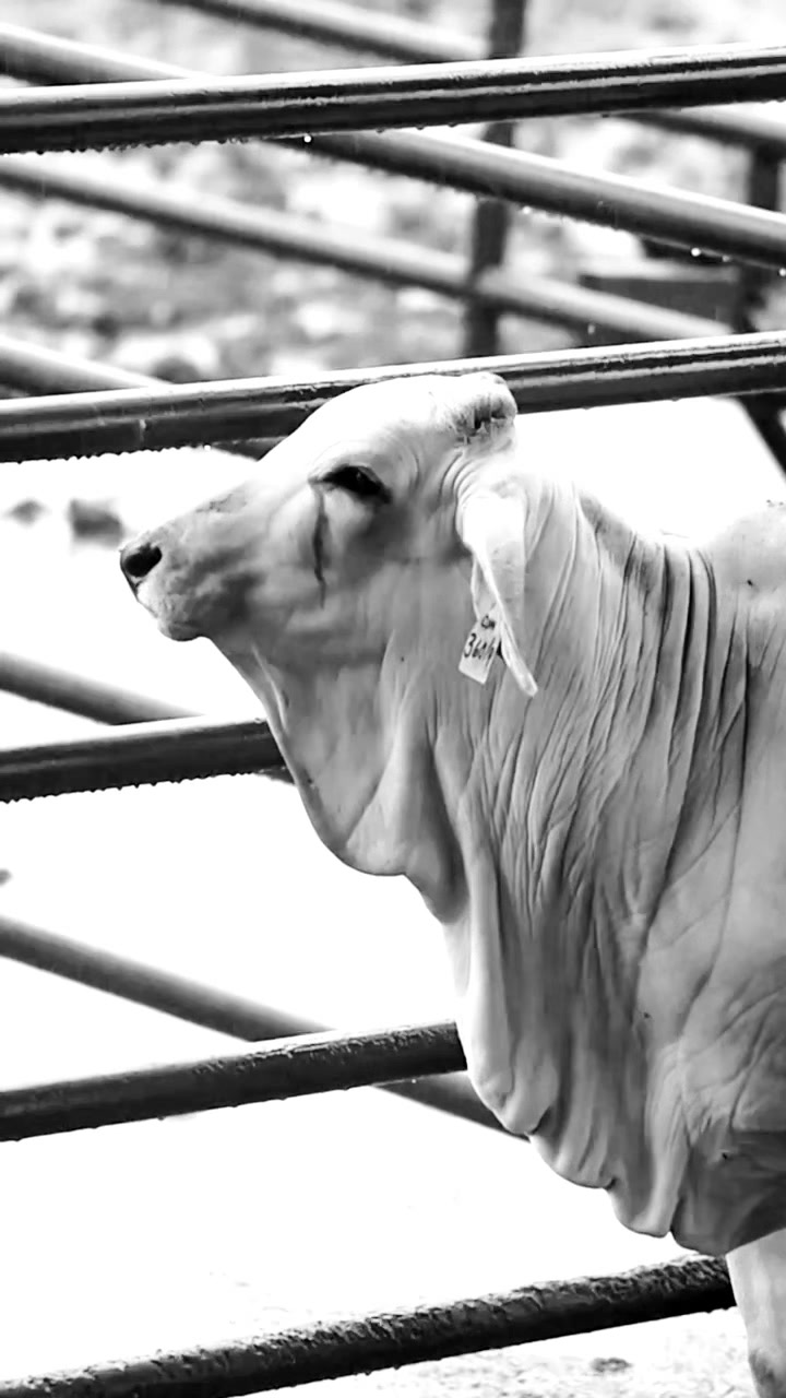 @England Cattle Co.