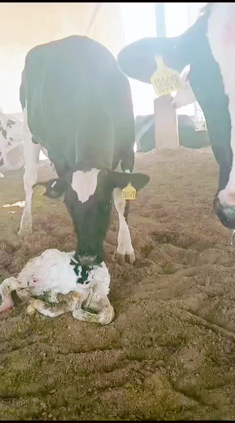 @Cows Farm