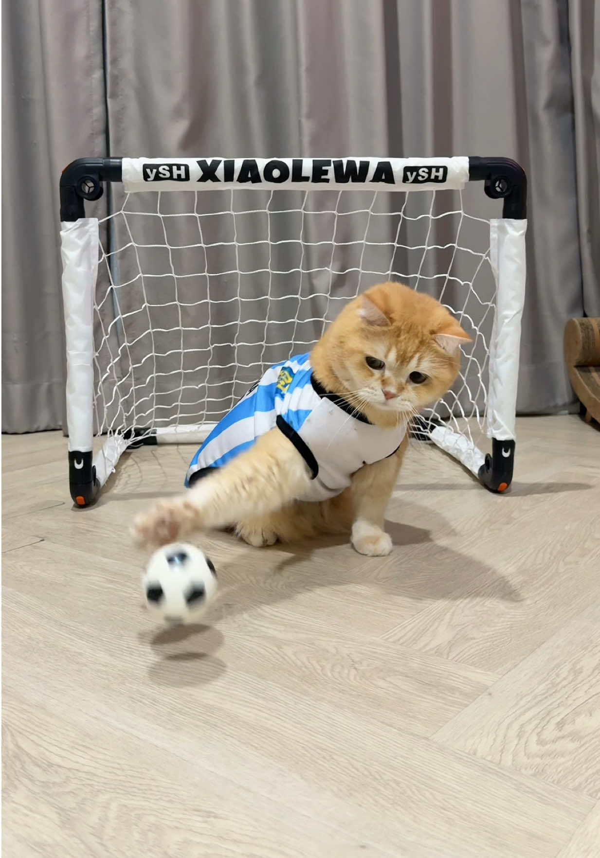 @ชิเอลแมวมึน 😺