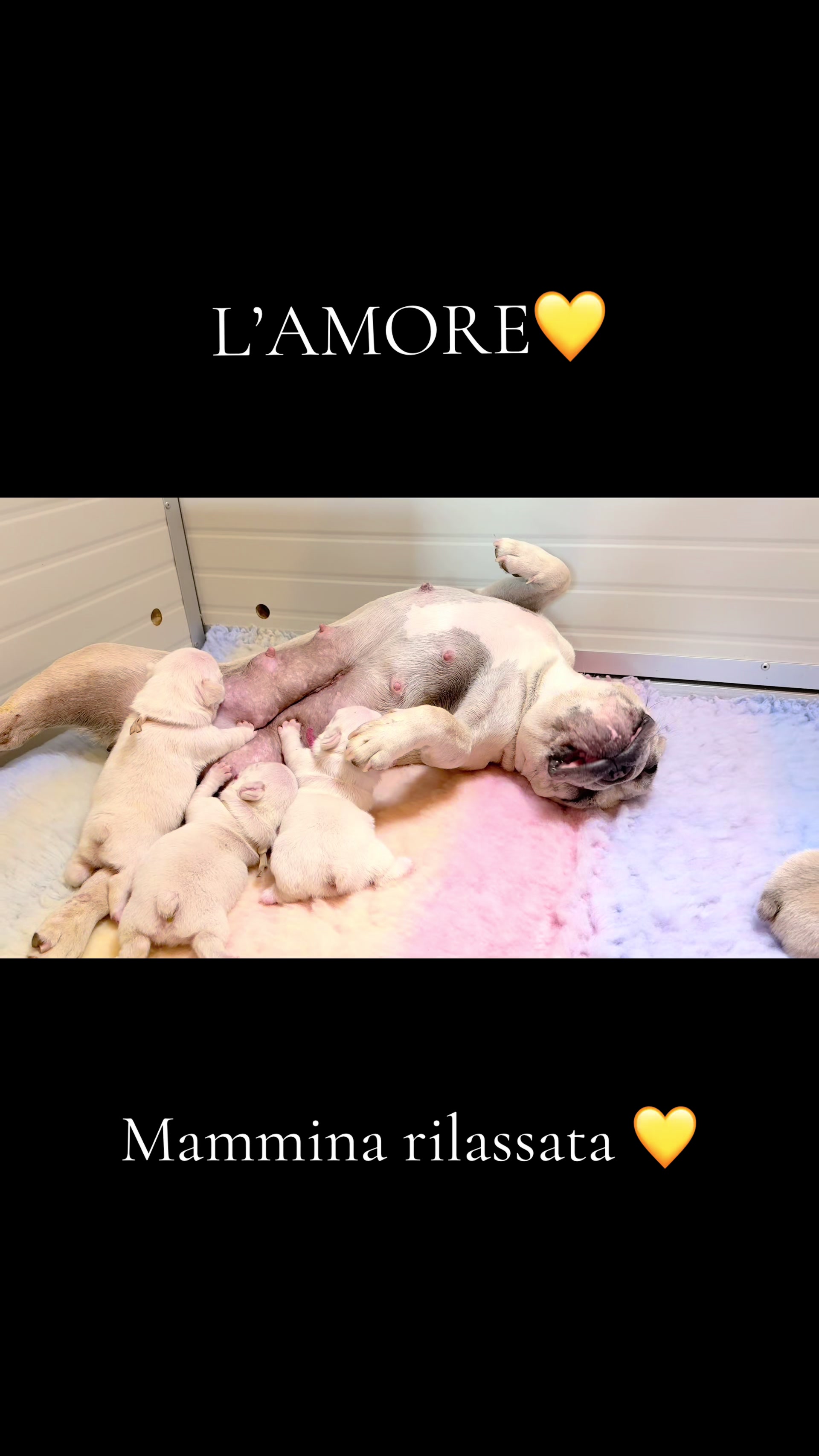 @ilborgodipintobulldog