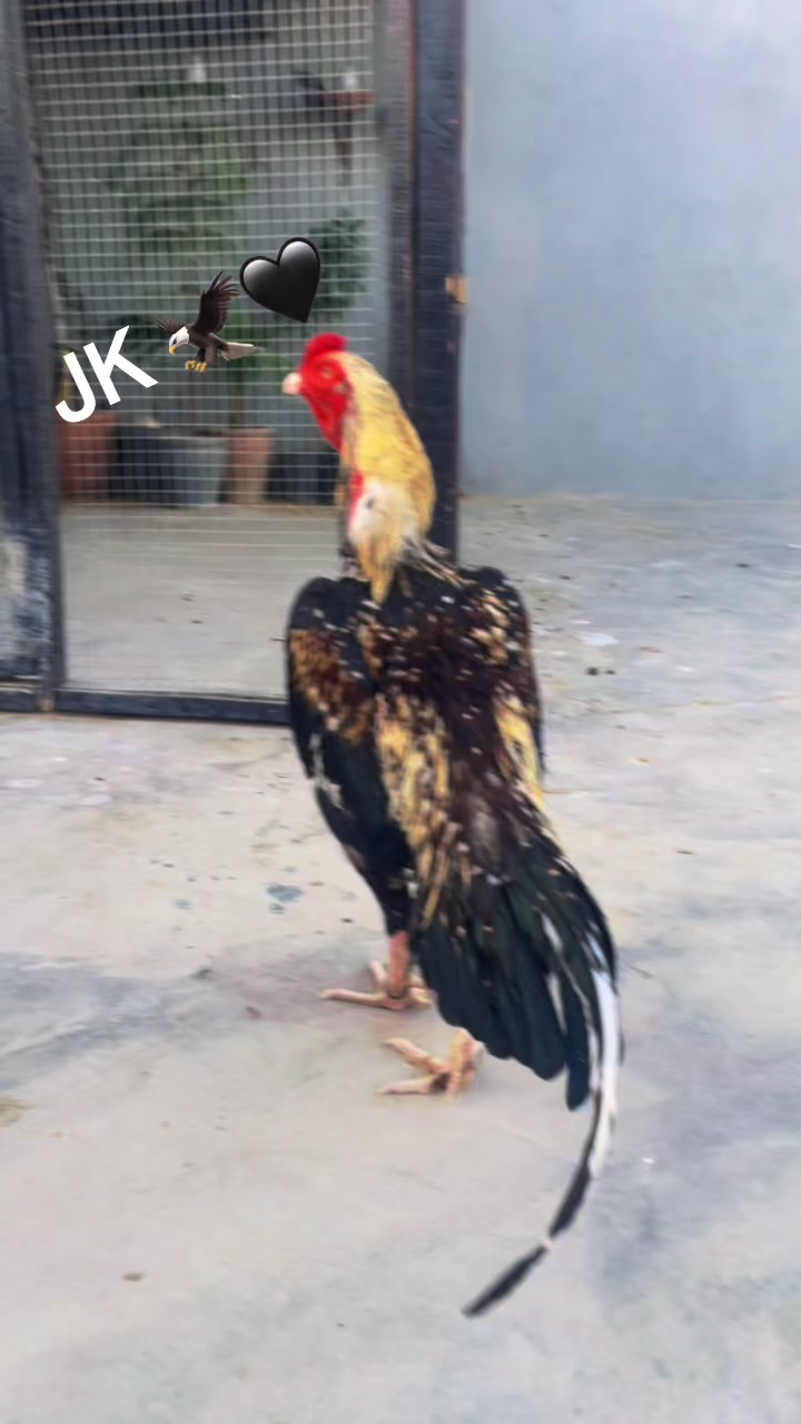 @JK Quetta Aseel