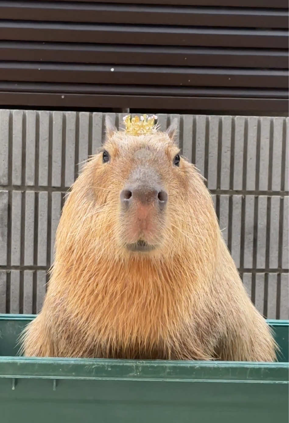 @カピヴィレッジ