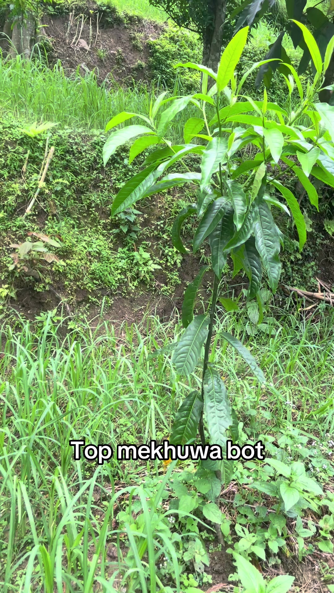 @नखावा कृषि(जय राई)
