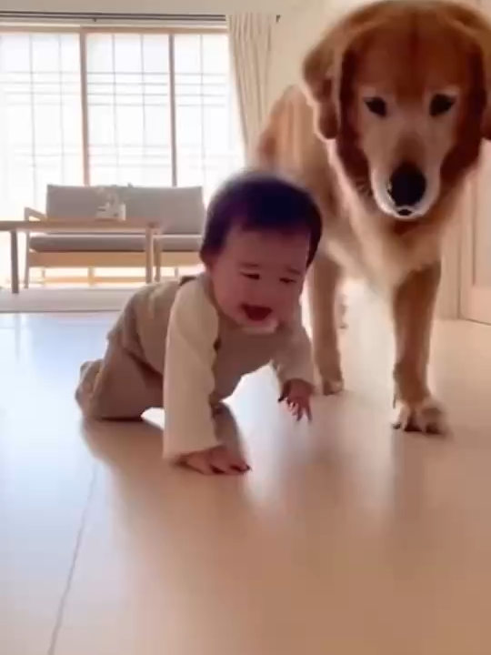 @金色ドリーマー💛犬愛好家