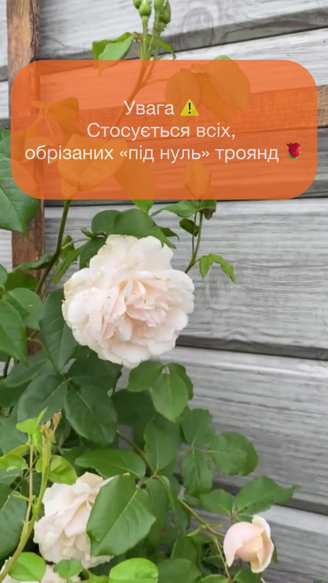 @@zelenasadyba