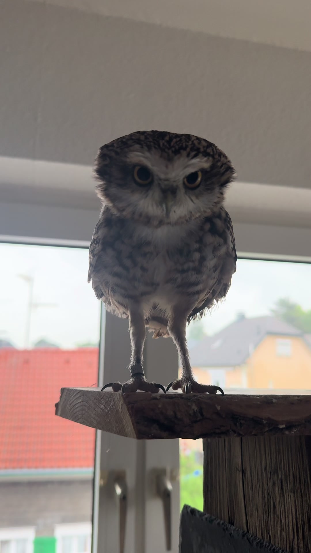 @Kreischhuhn Karma 🦉