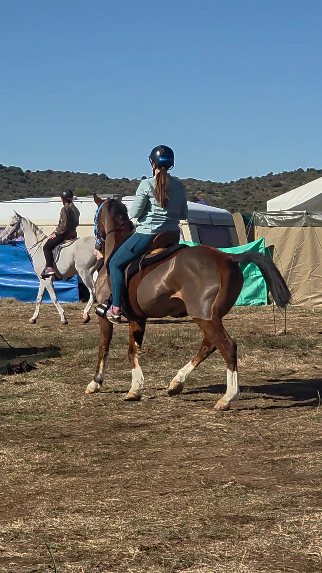 @uitzicht_arabian_stud