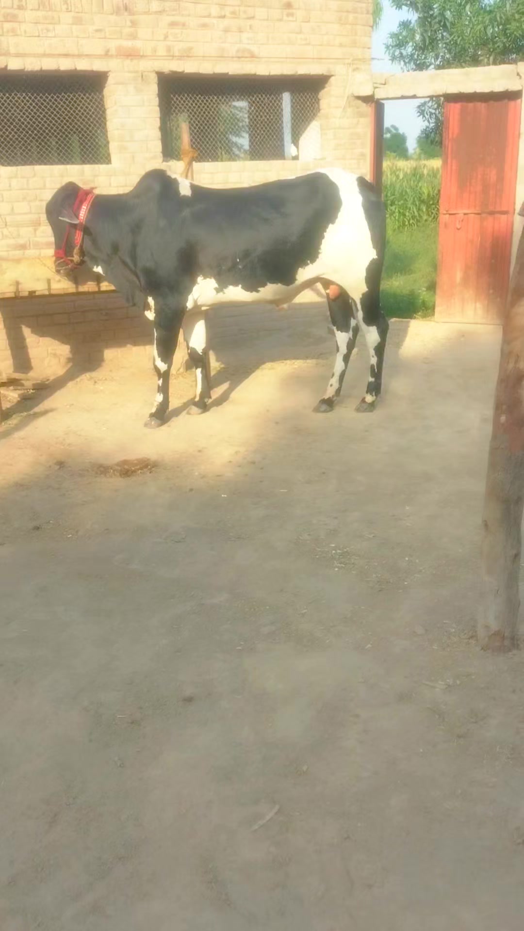 @منڈاہر بیل 4͓̽7͓̽9͓̽