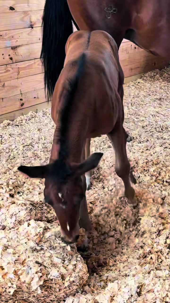 @HD Performance Horses