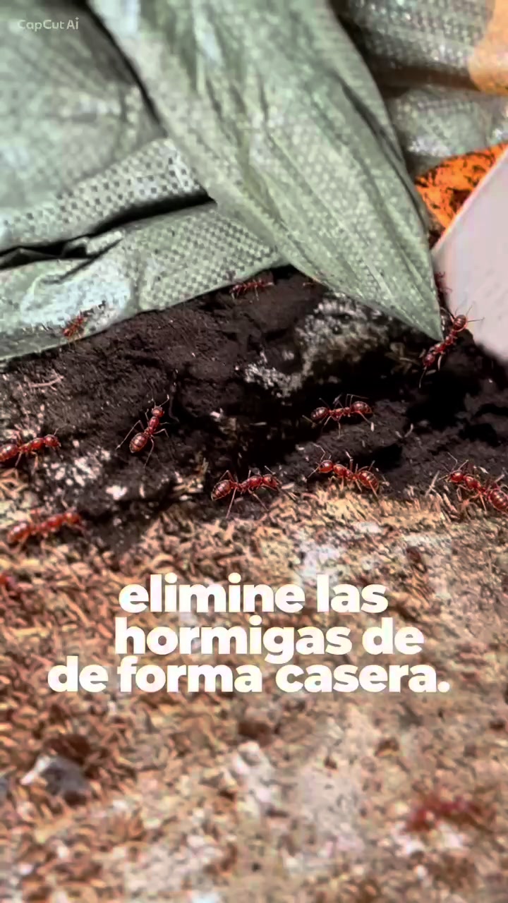 @elmagnatedelospollos