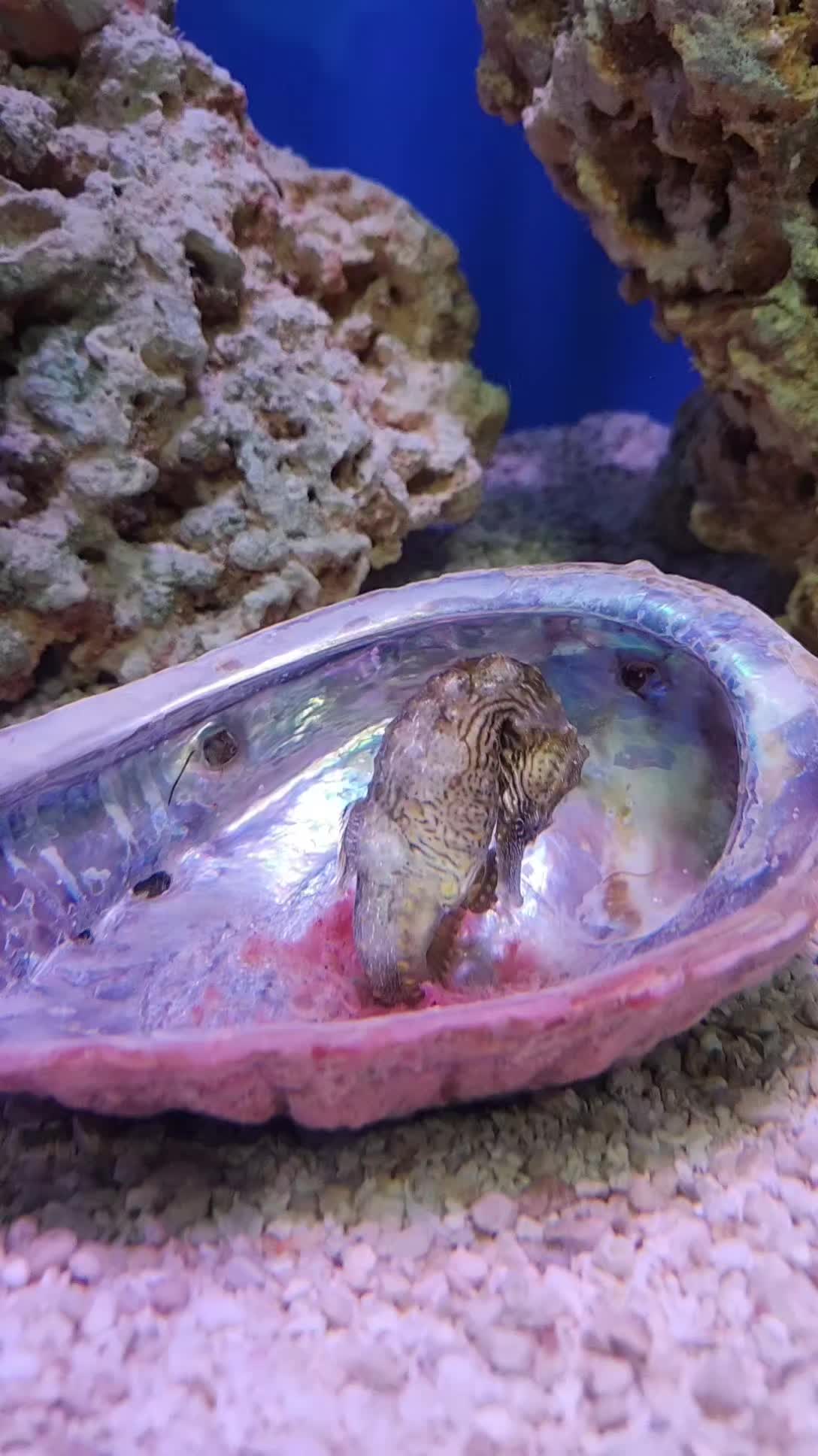 @Cuttle Aquarist