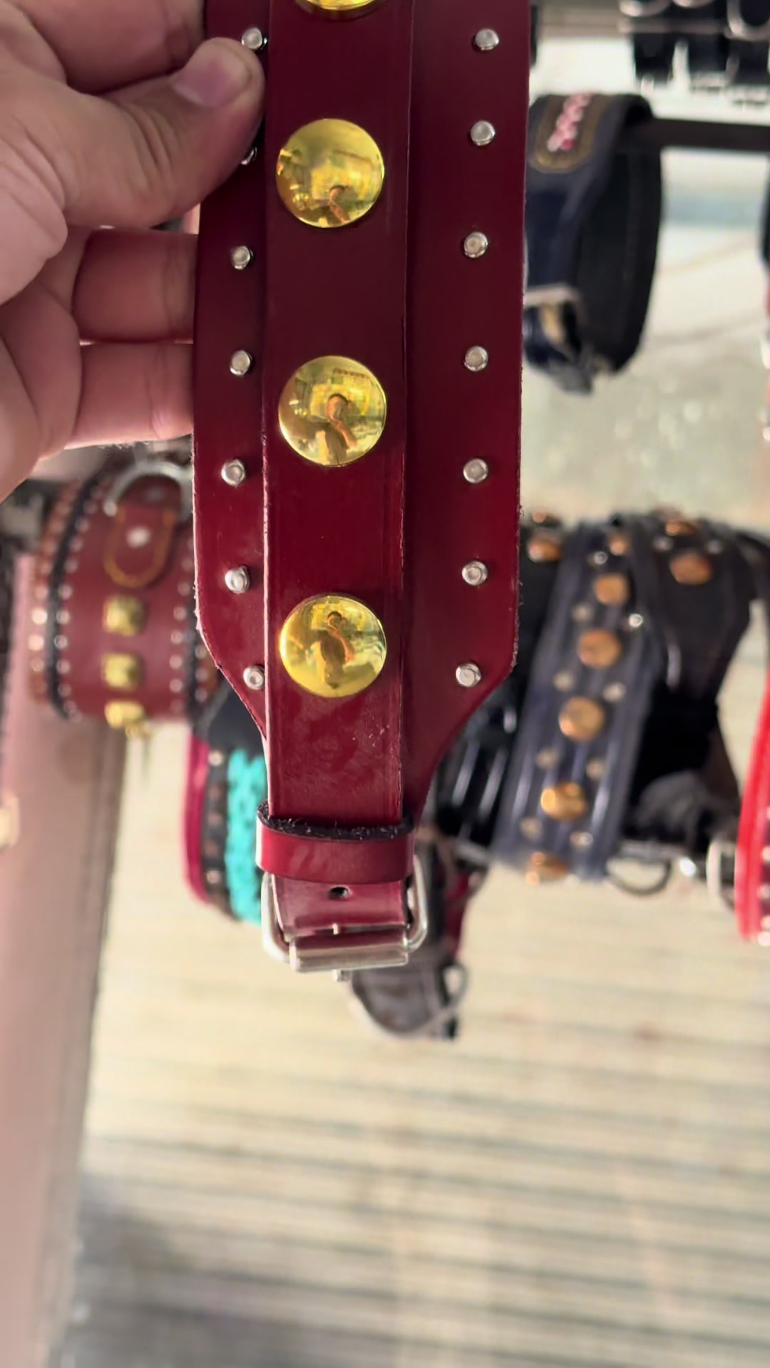 @Punjab Pet Store Chakwal