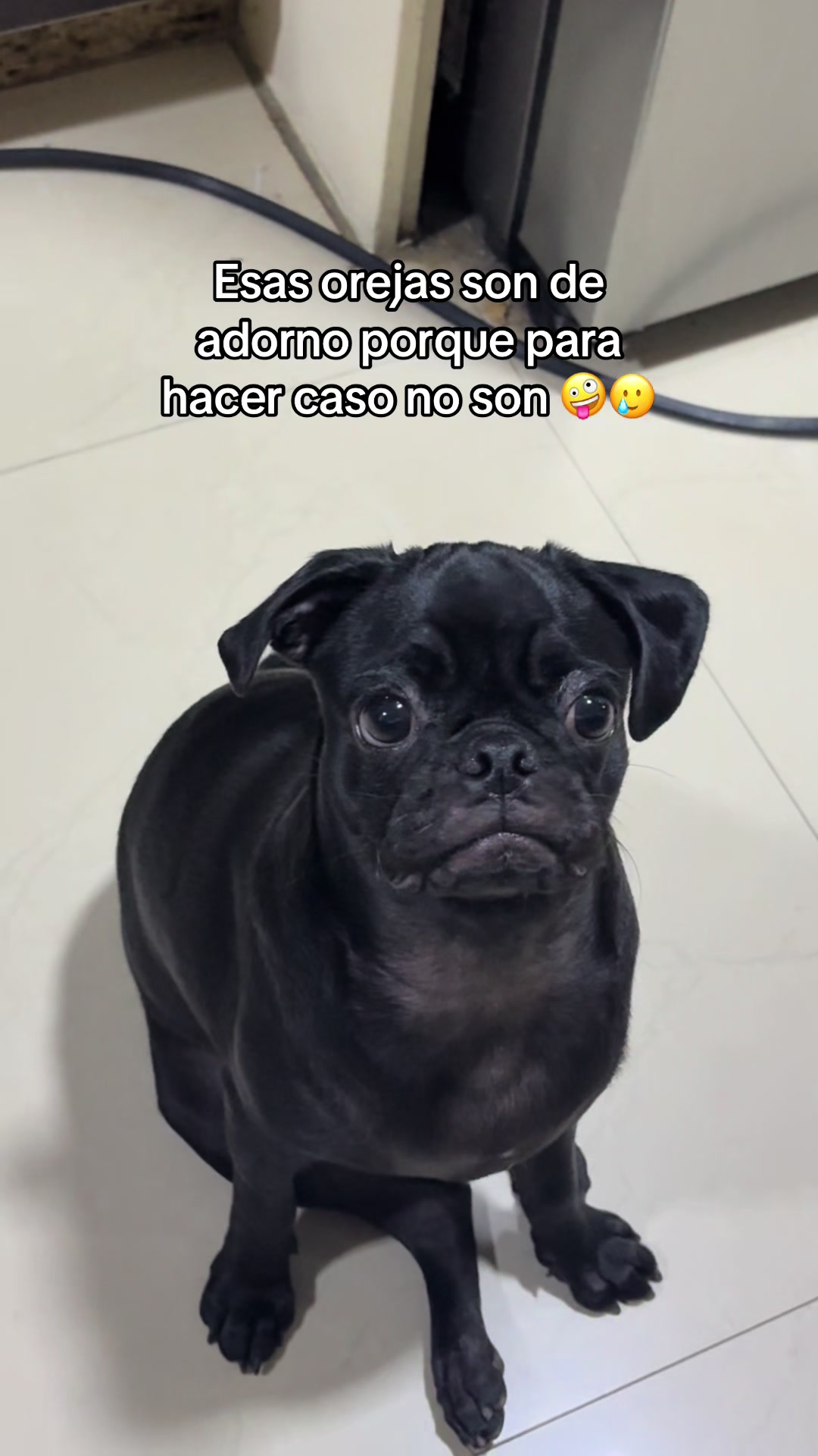 @BRUNNA PUG | PET LIFESTYLE 🐾