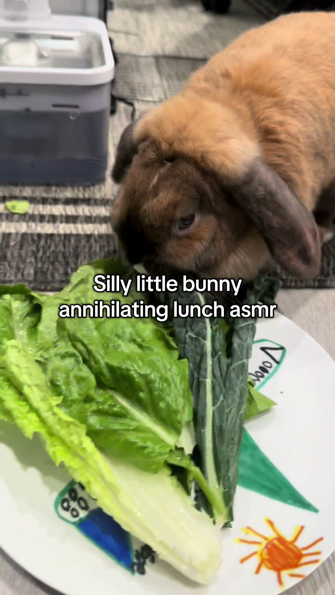 @honeythebunny24