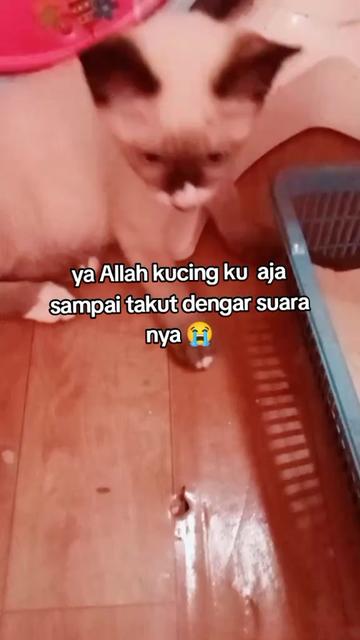 @raya