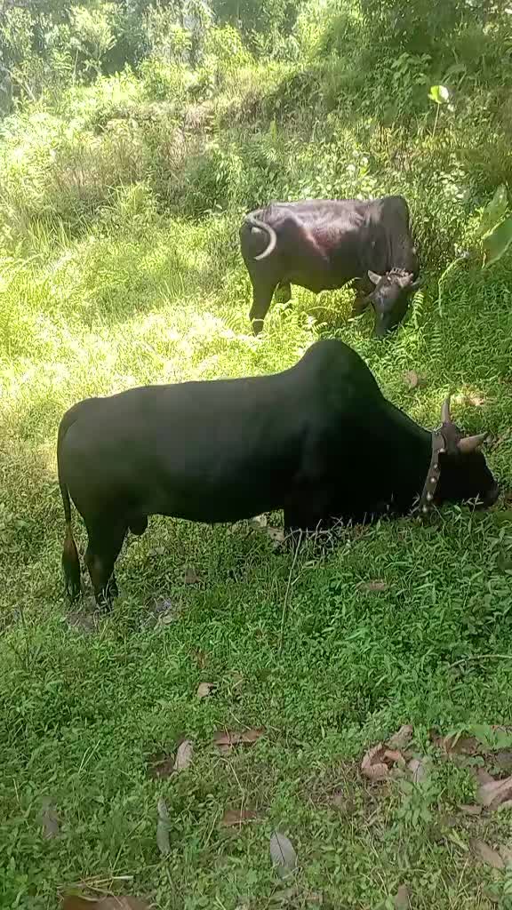 @Tanahun tiger