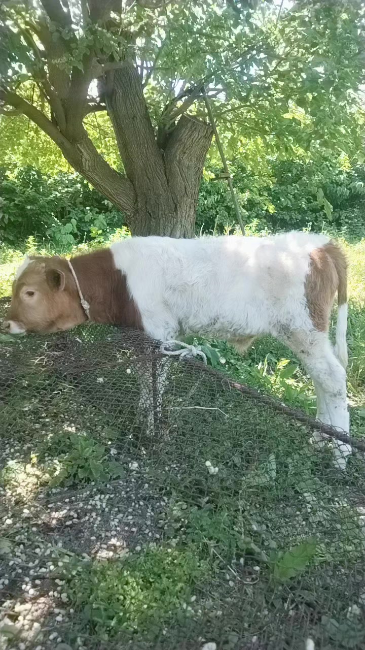 @Сарван 02