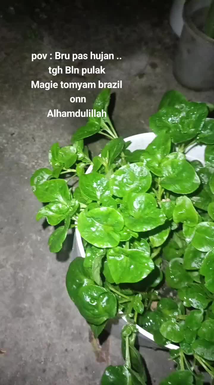 @anginygmembadai