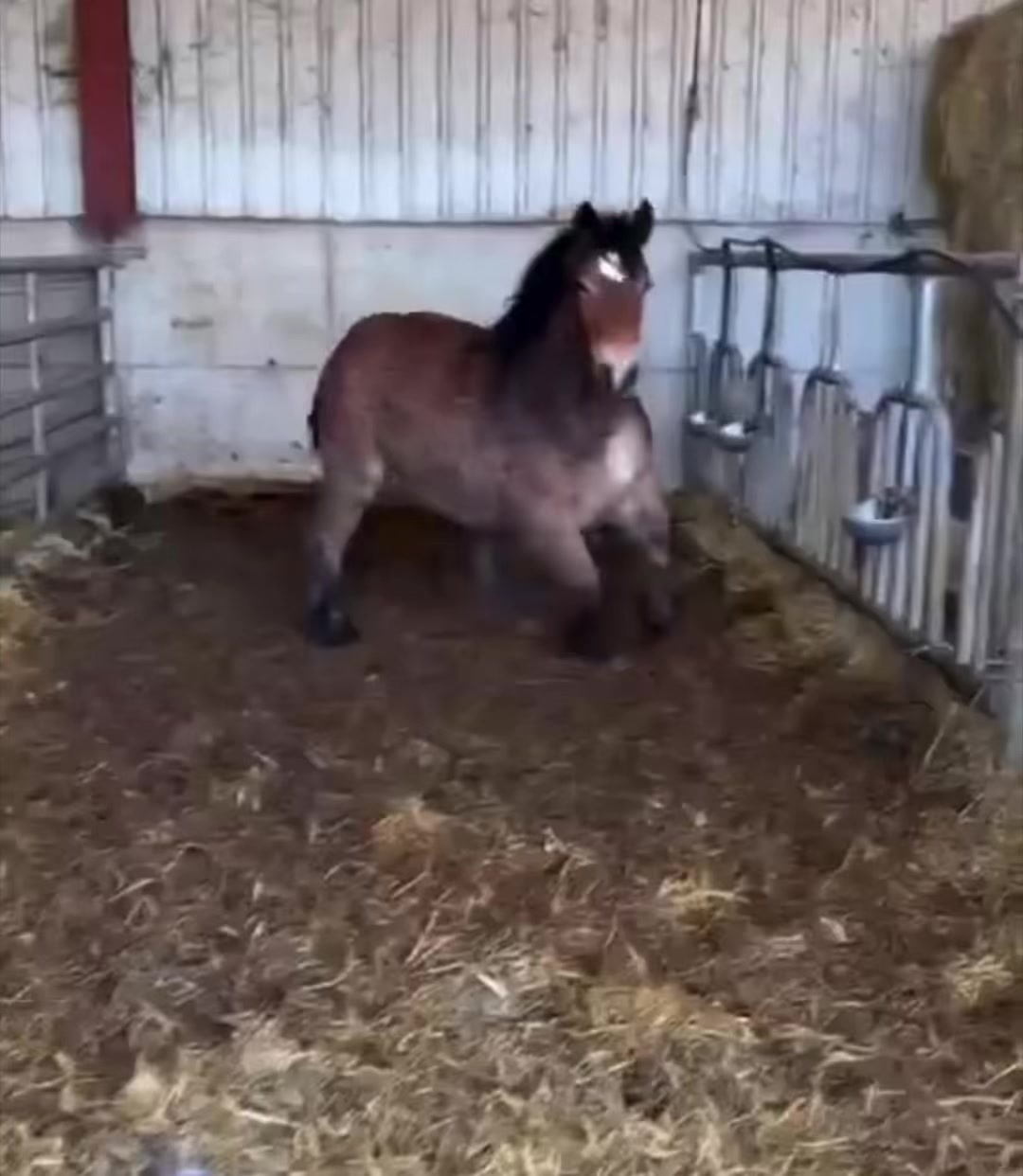 @🐴Horses🐴
