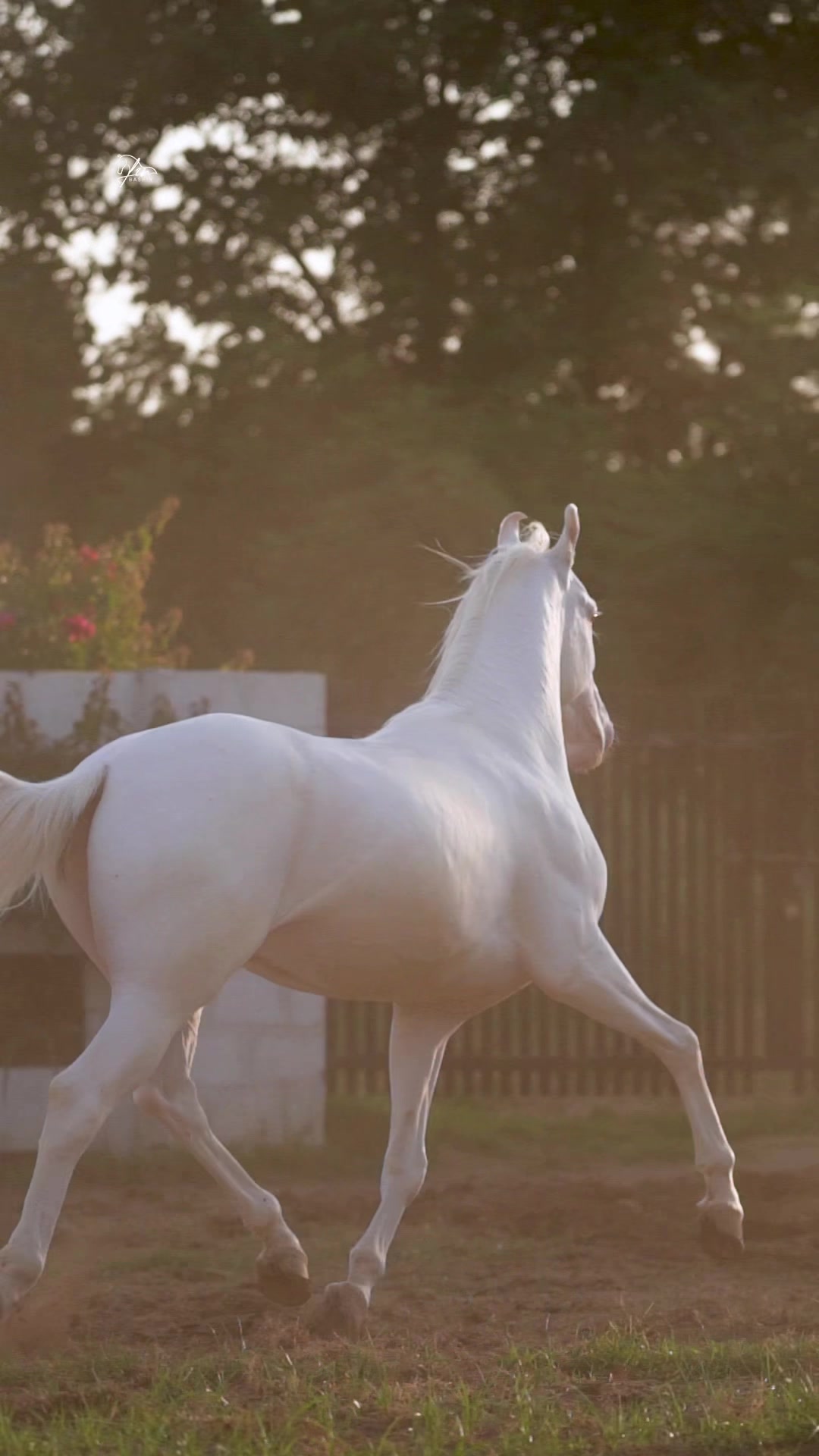@SUNRISE STUD FARMS RAWALPINDI