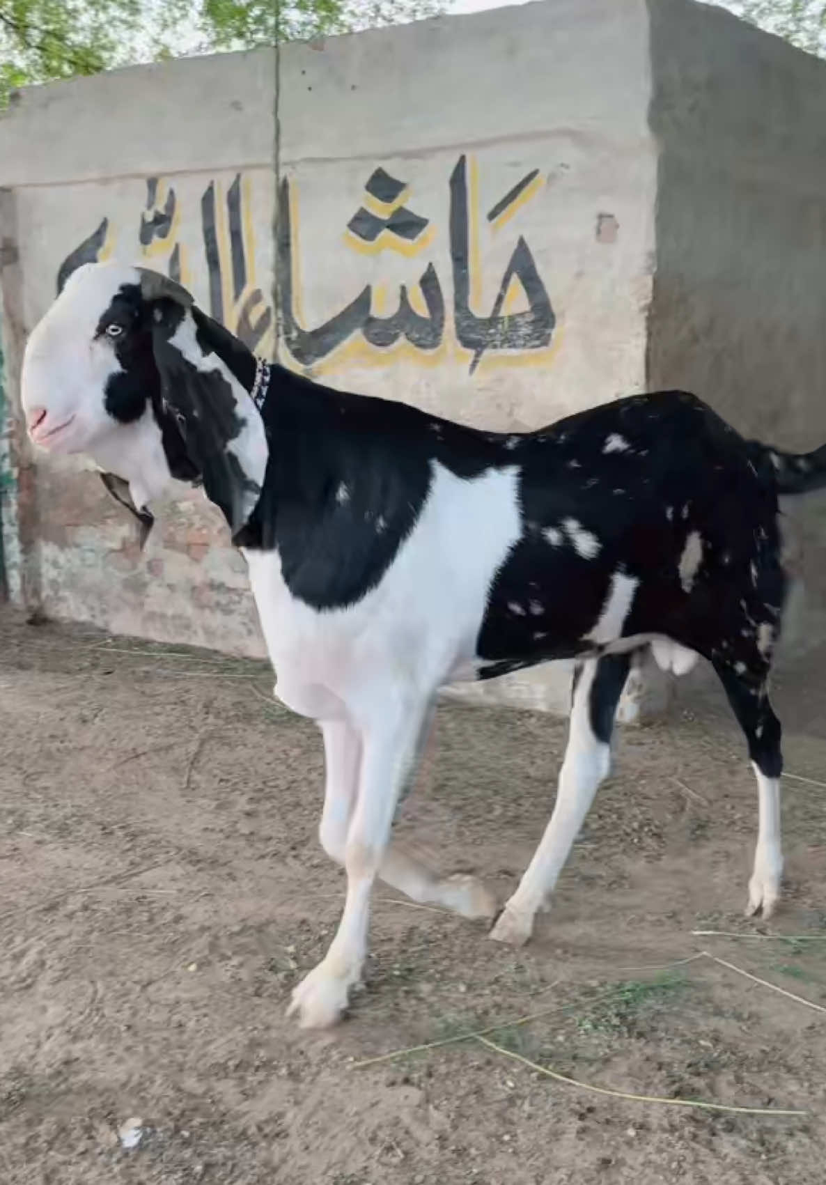 @Sheikh Goat & Cattle Farm