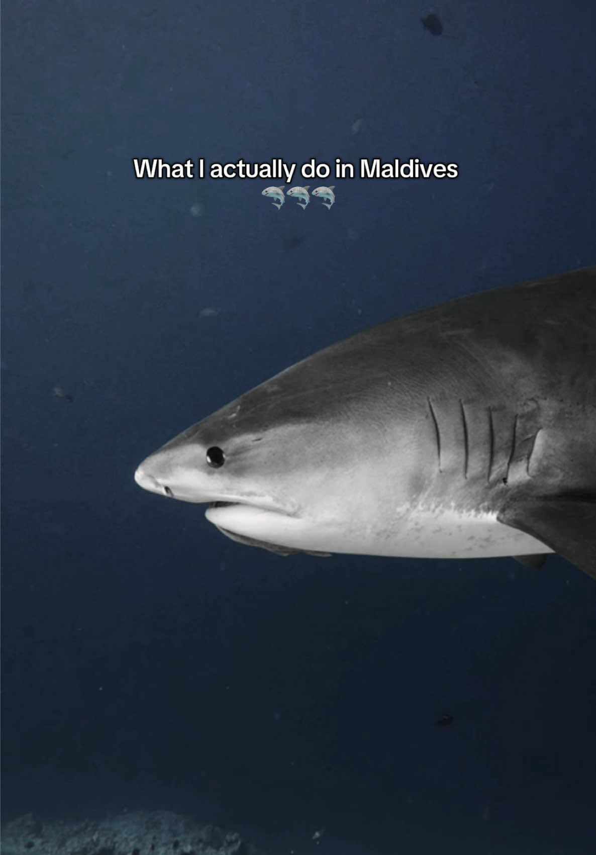 @Kendall | Shark Photographer