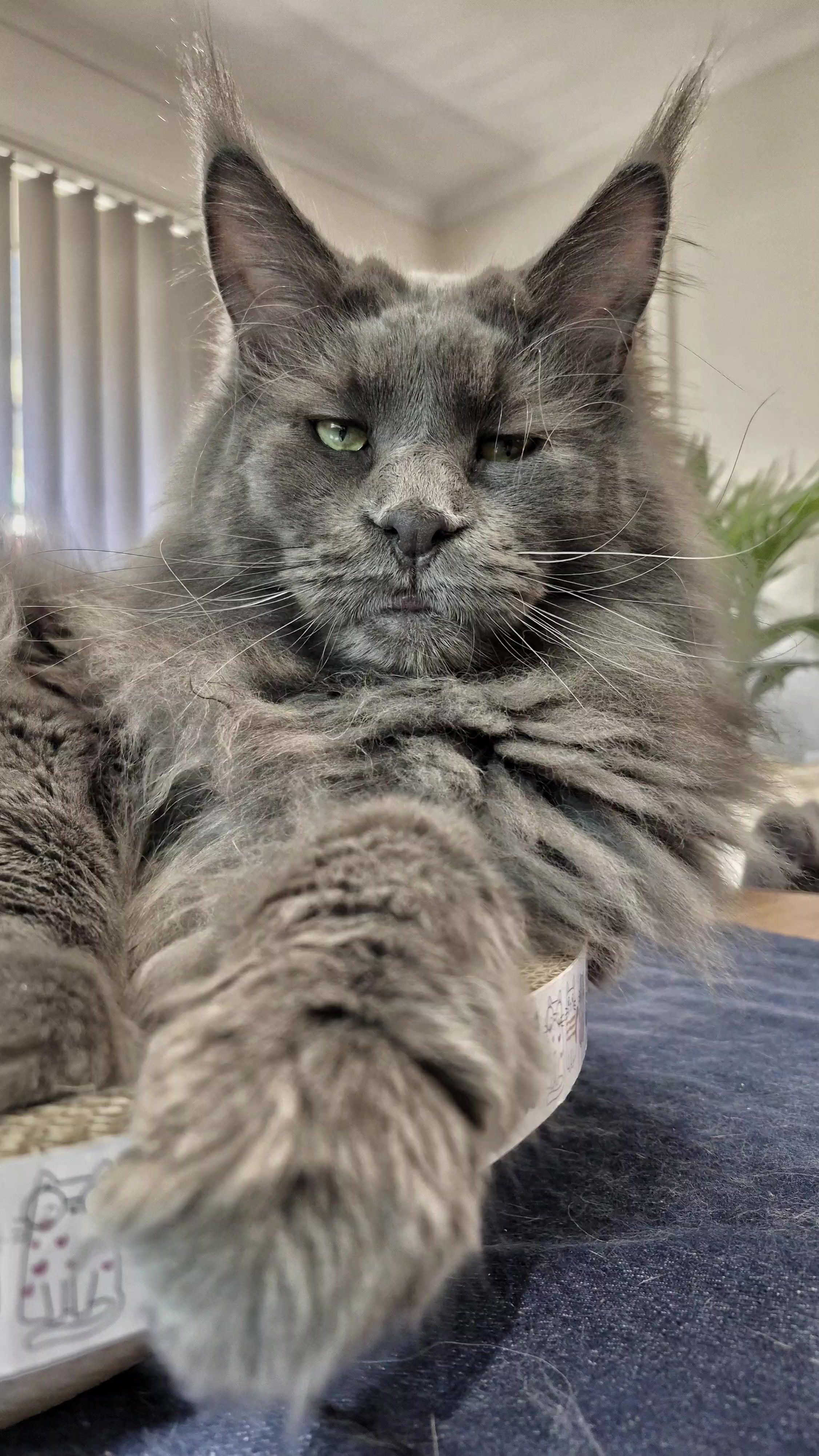 @Ragnar the Maine Coon 🐈
