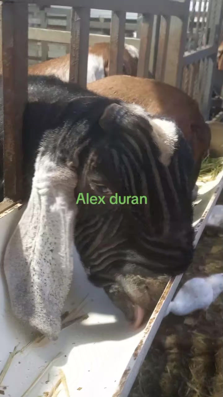 @alexduran7558