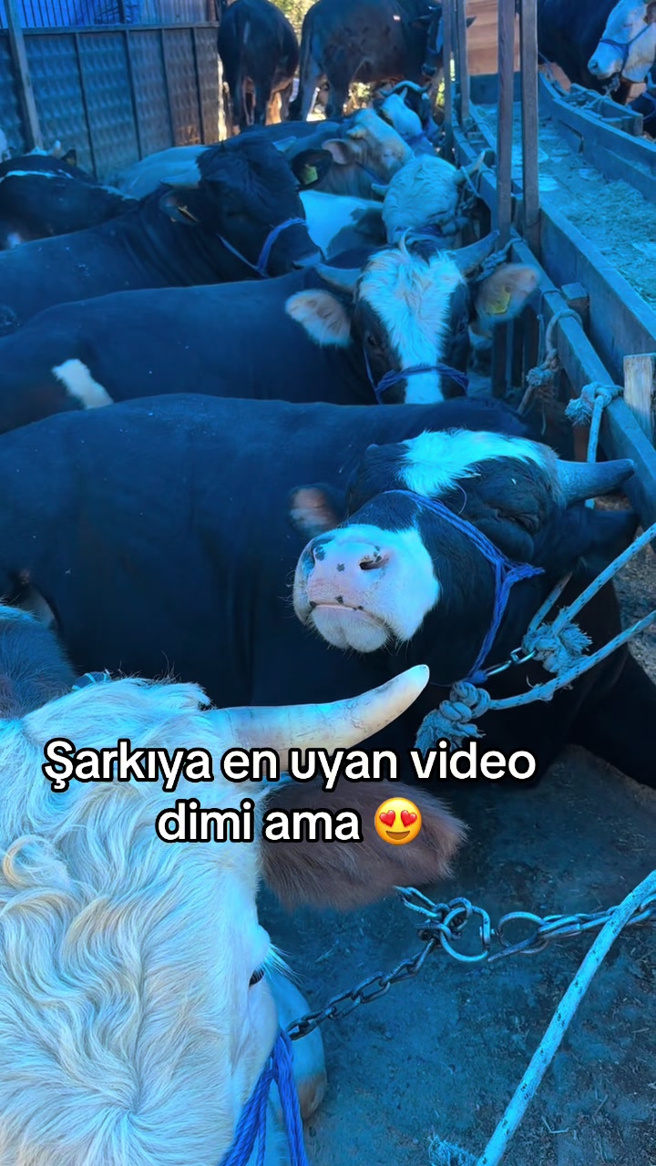 @hatice ile gülümse