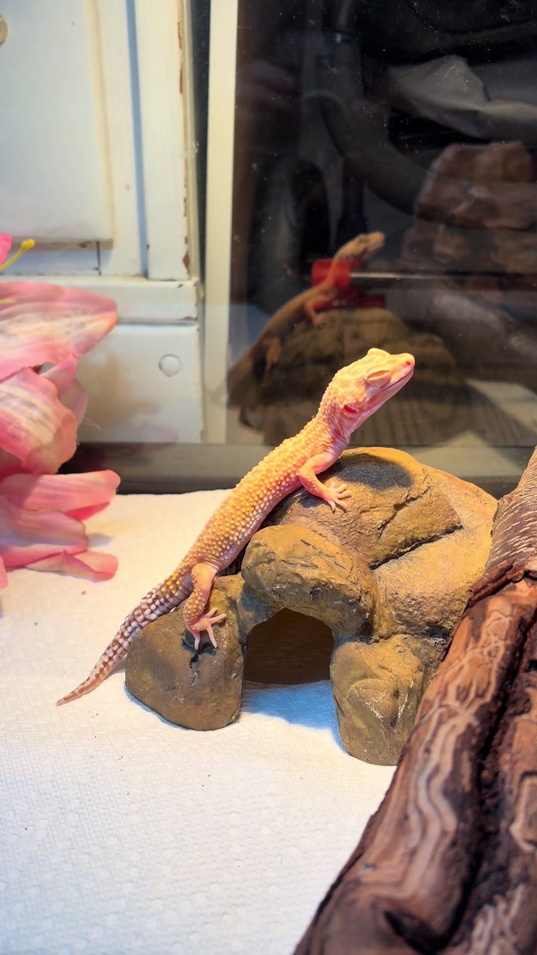 @layla🦎🍃