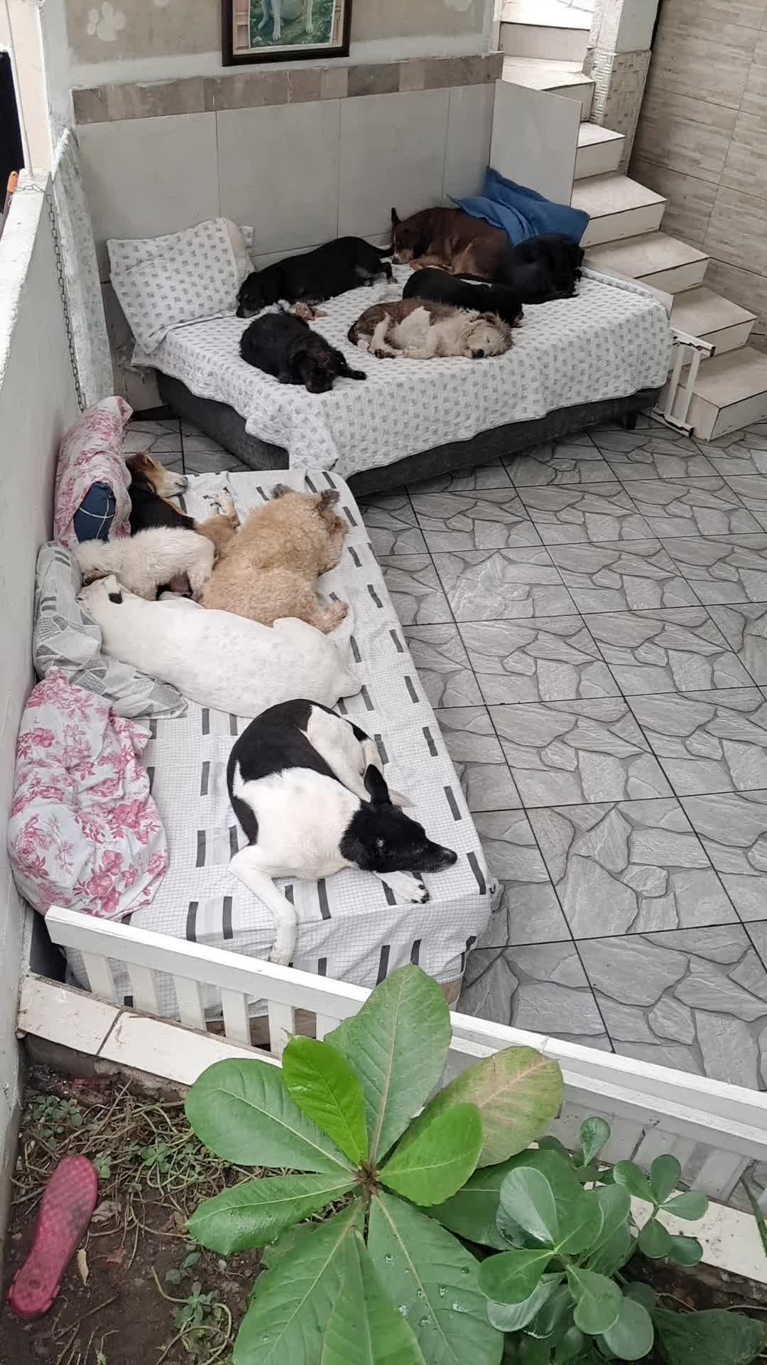 @Ismael e sua AuAuCreche 🐶💖