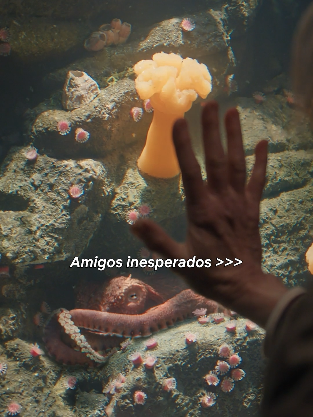 @Netflix Latinoam&eacute;rica