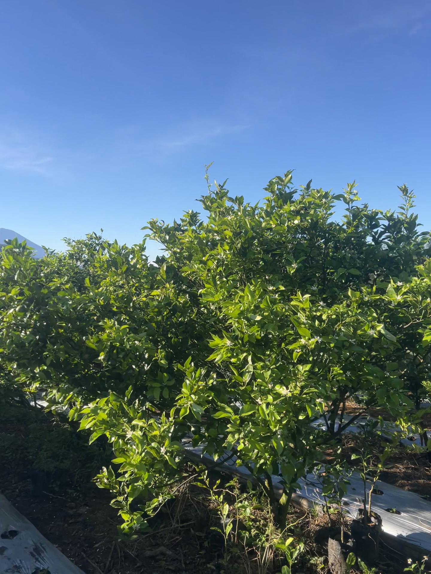 @Anakpetani🍊