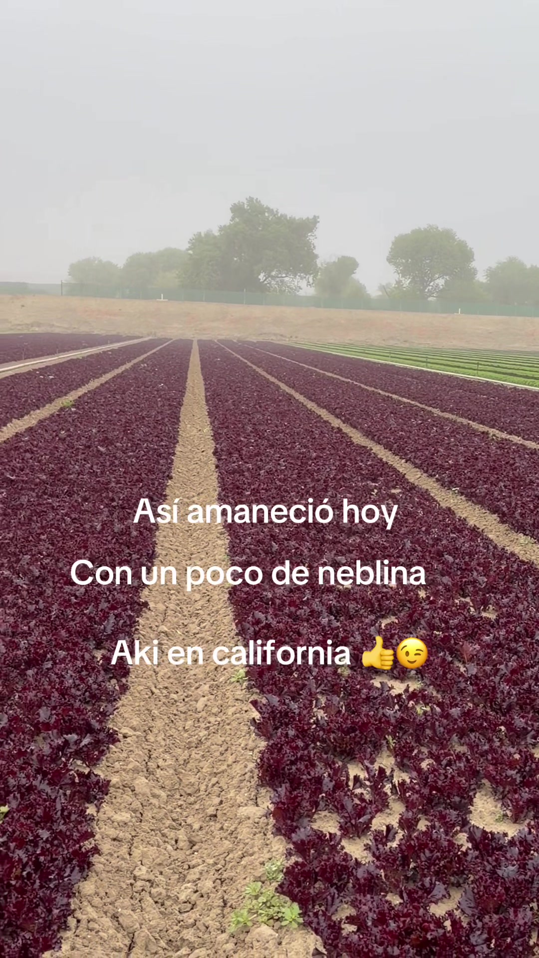 @Chela A367