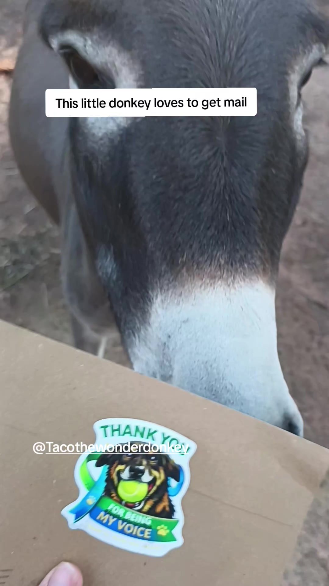 @Tacothewonderdonkey