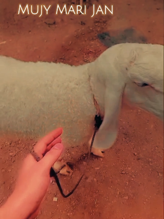 @ꪖنꪖડ🕊️