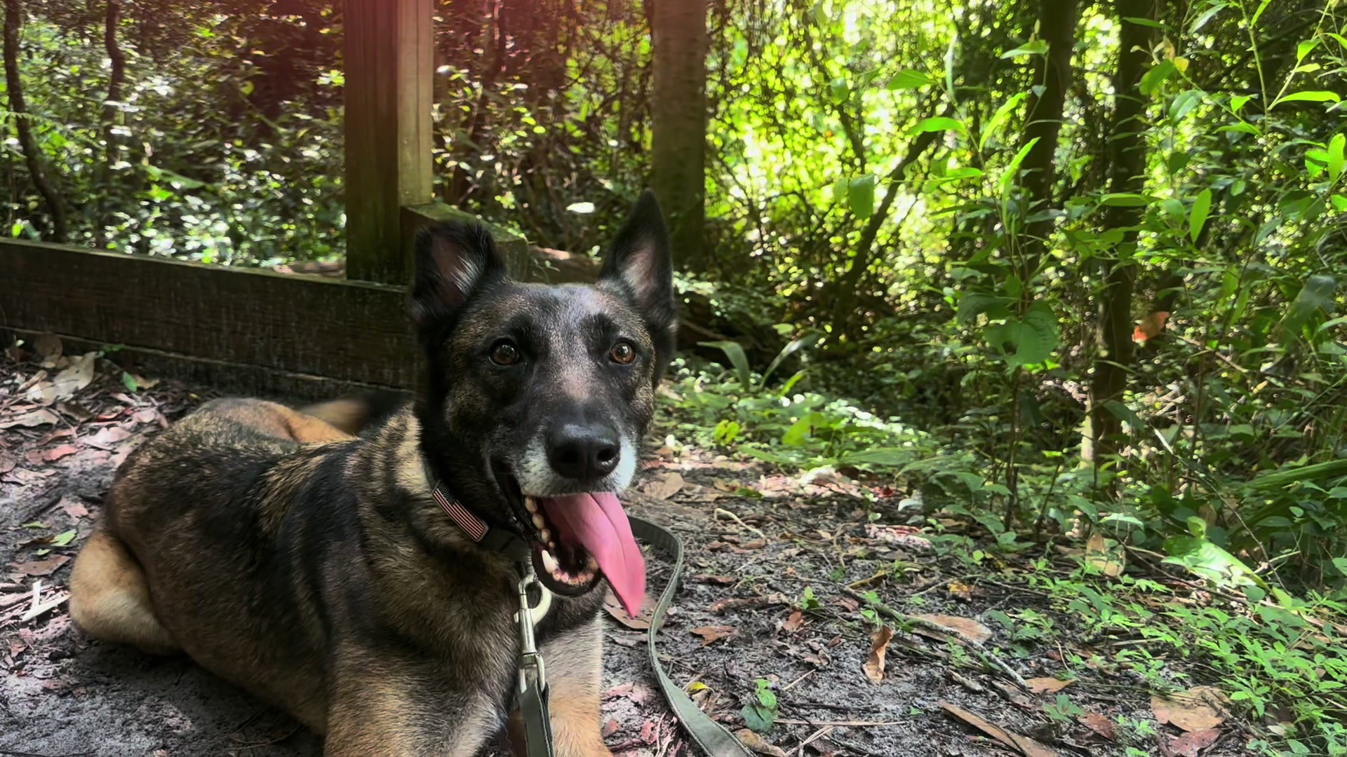 @K9.corporal