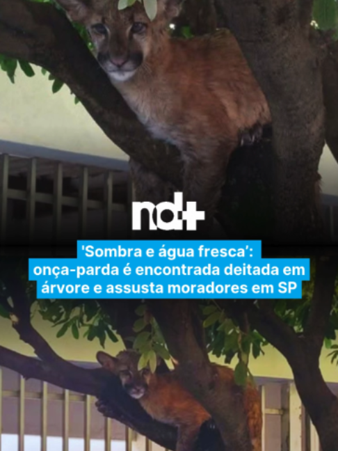 @portalndmais