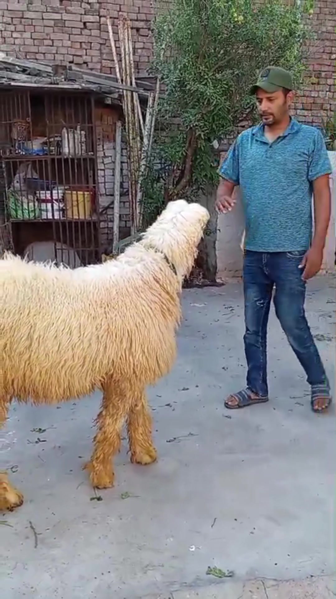 @Shiraz livestock