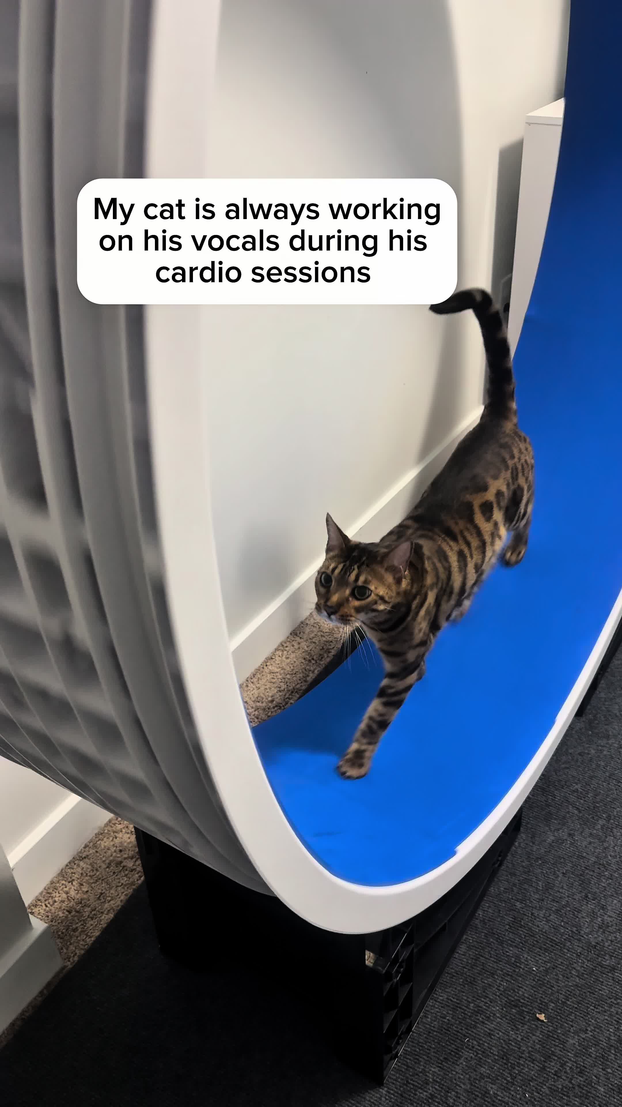 @Three Nawty Cats