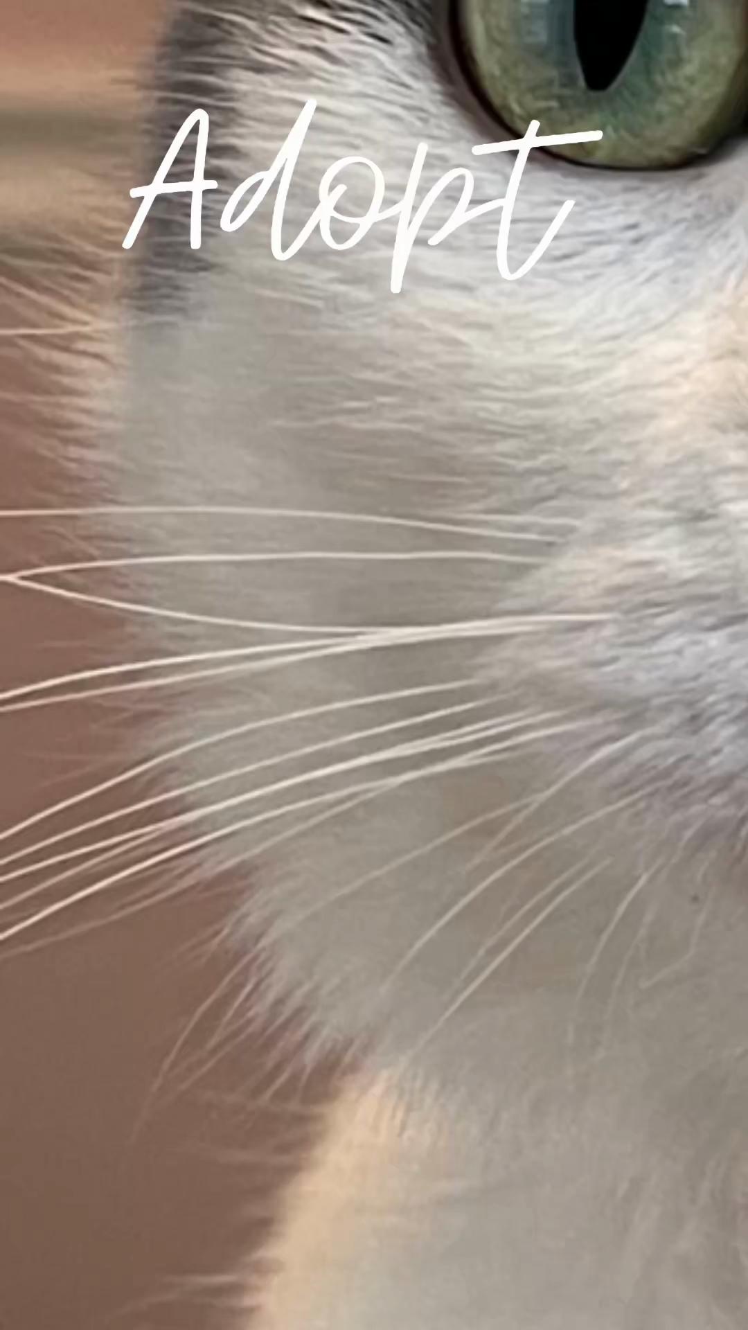 @North Toronto Cat Rescue