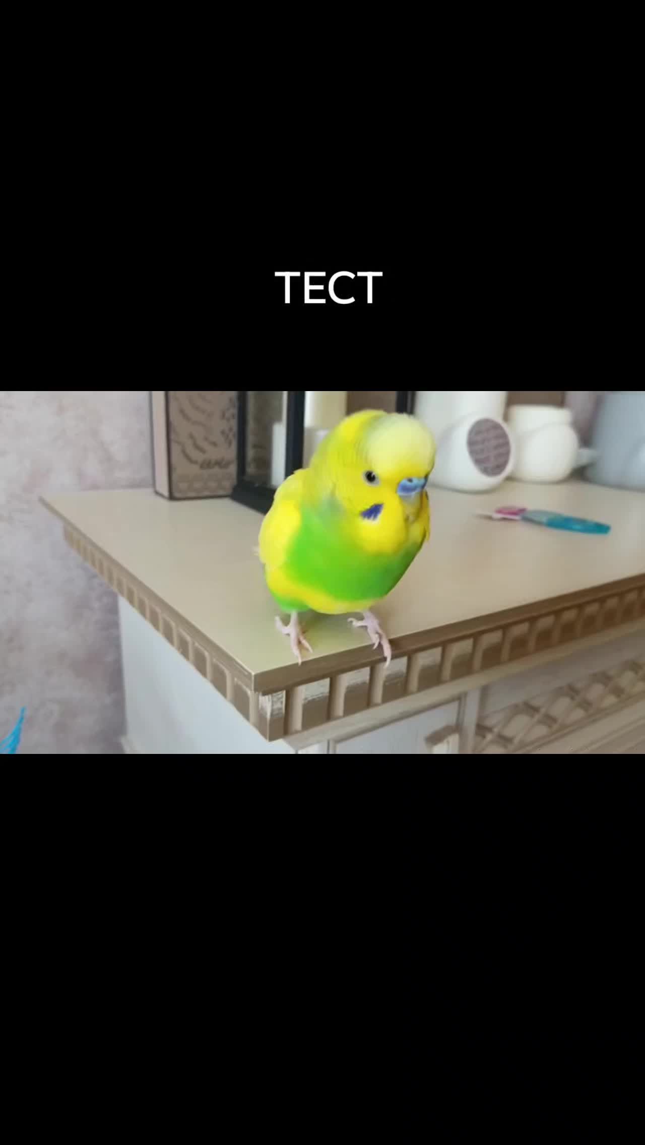 @тишаня