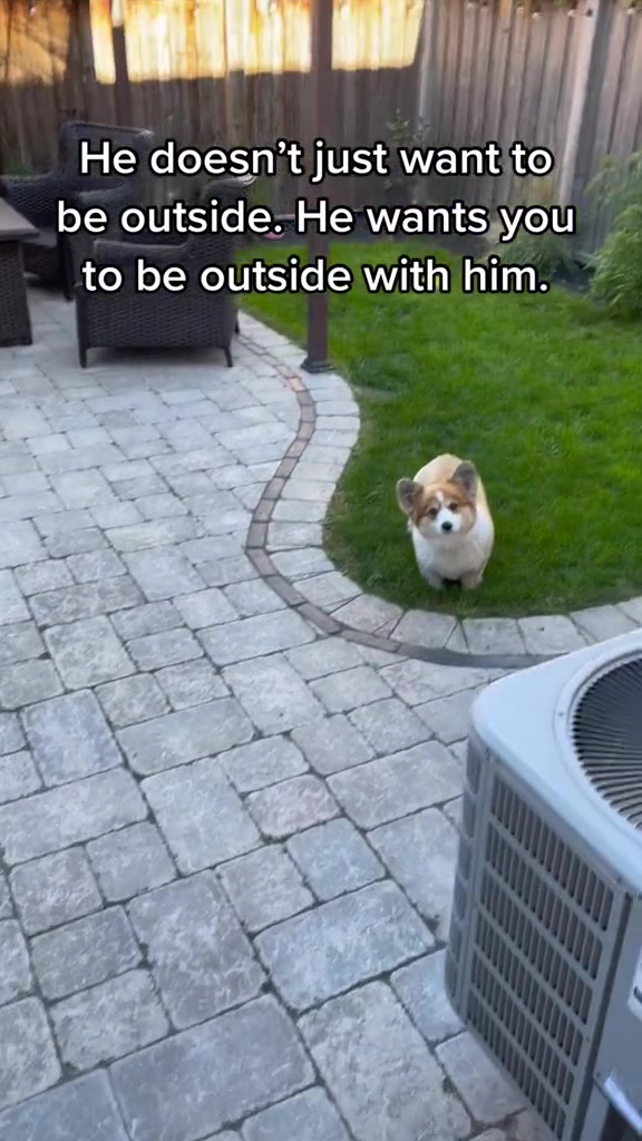 @hudsonthefluffycorgi