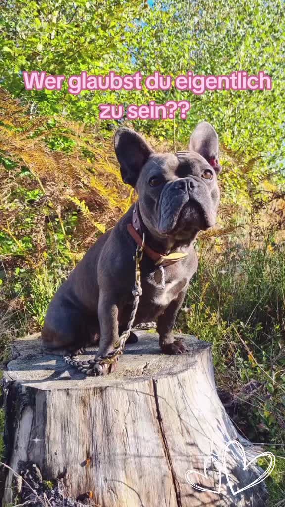 @FrenchieFrieda