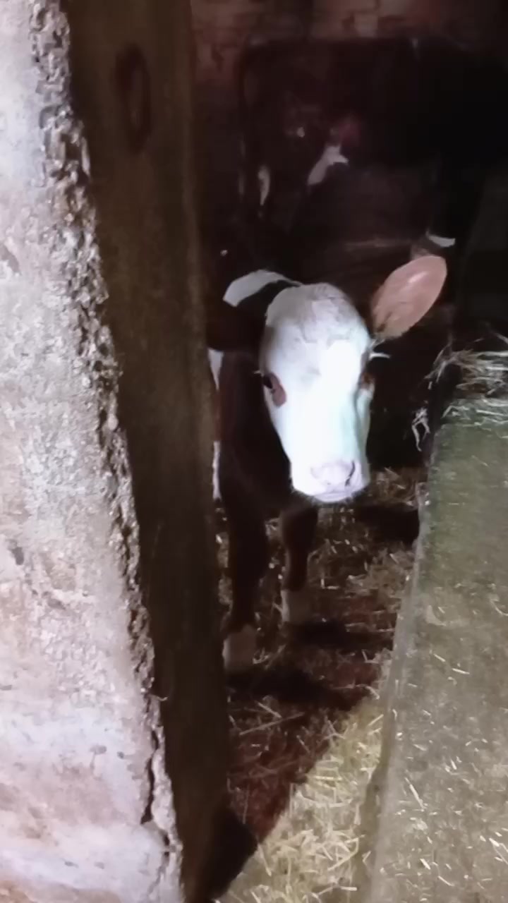 @Ali &Ccedil;ankaya