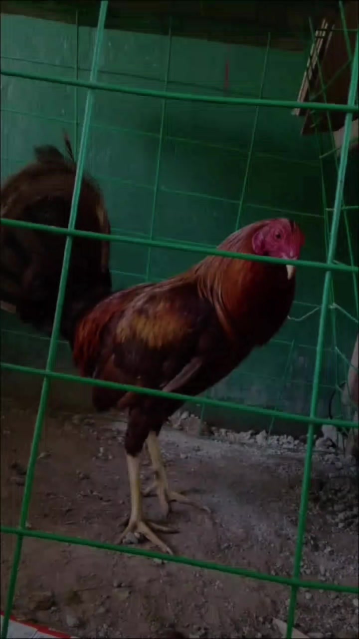 @Big Backyard 🐓🐓