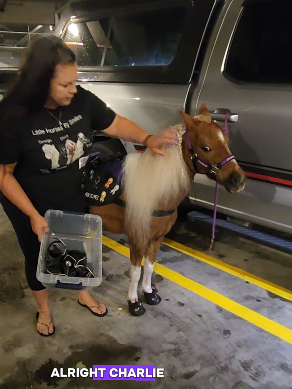 @minihorsemomandtrainer🐴🐴🐴🐴