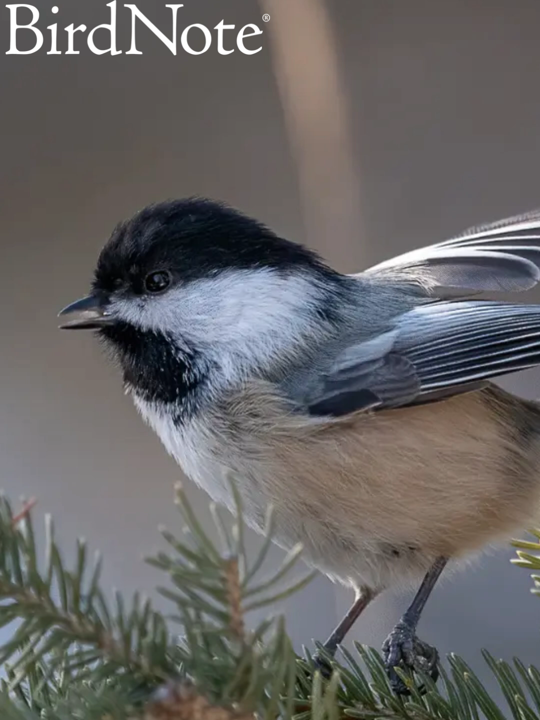 @BirdNote