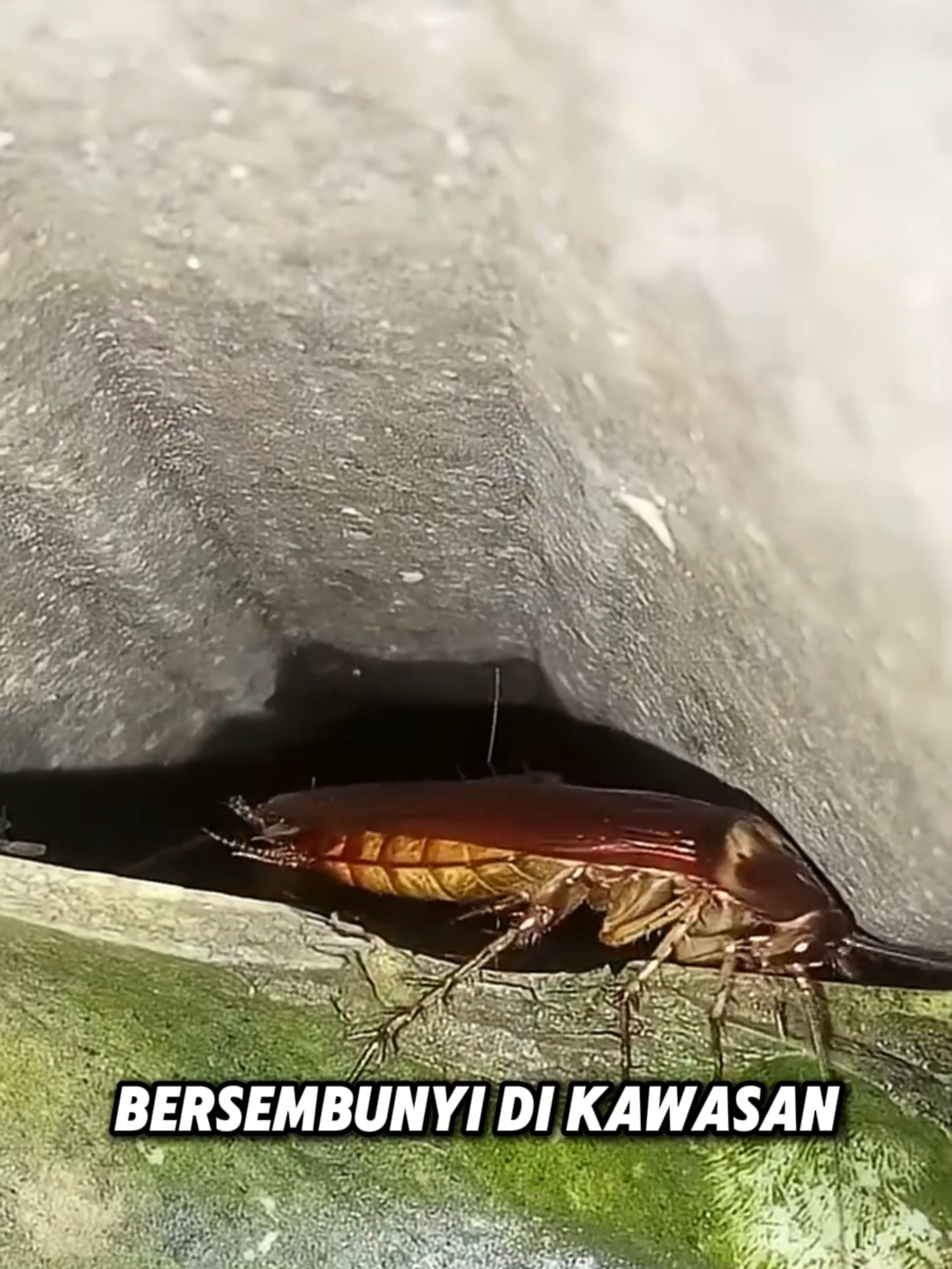 @Skill Termite MY