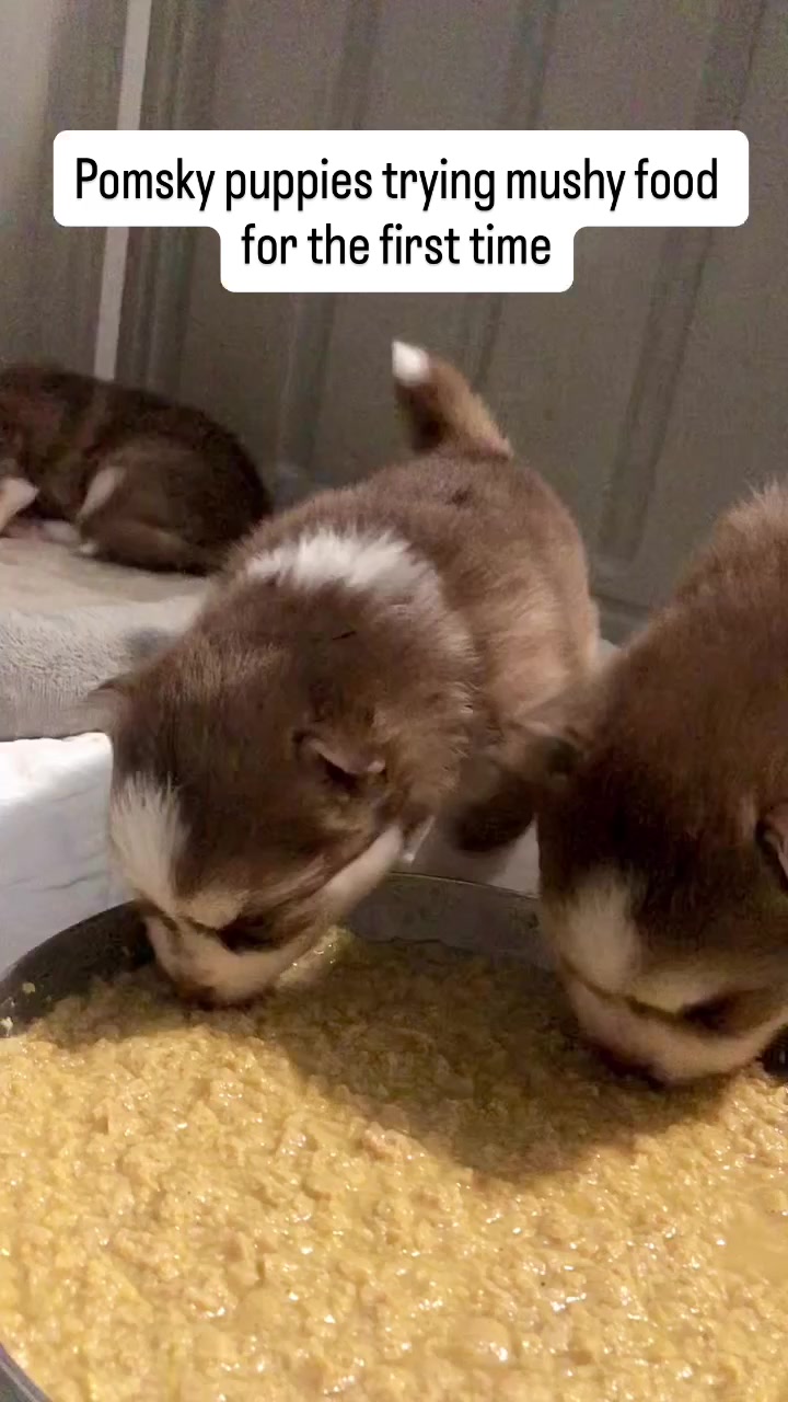 @Ontario Pomsky Puppies